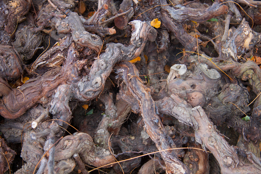 Old dried vines at Domaine Garby :  : Christopher Davies Photography