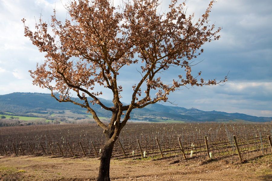 Antinori vineyard in Montalcino :  : Christopher Davies Photography