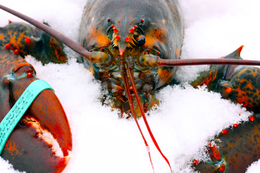 Live lobster chilling on a bed of snow :  : Christopher Davies Photography