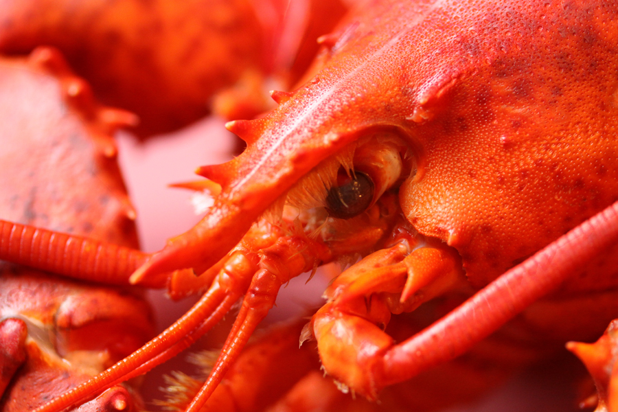 Just steamed lobster ready for serving :  : Christopher Davies Photography