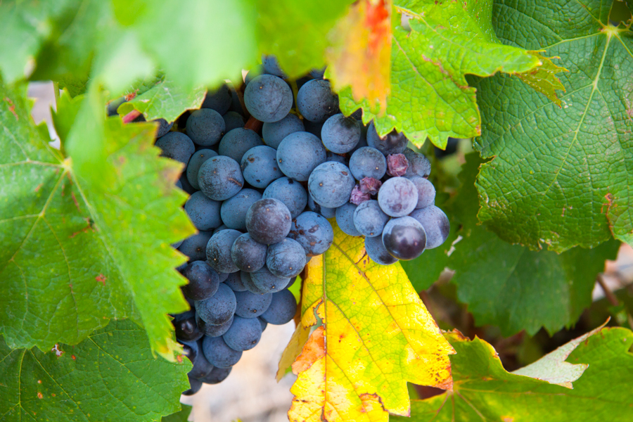 Red Grenache, Roussillon :  : Christopher Davies Photography