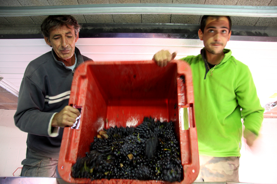 Red Grenache Harvest at Domaine La Tour Vieille AOC Collioure, France :  : Christopher Davies Photography