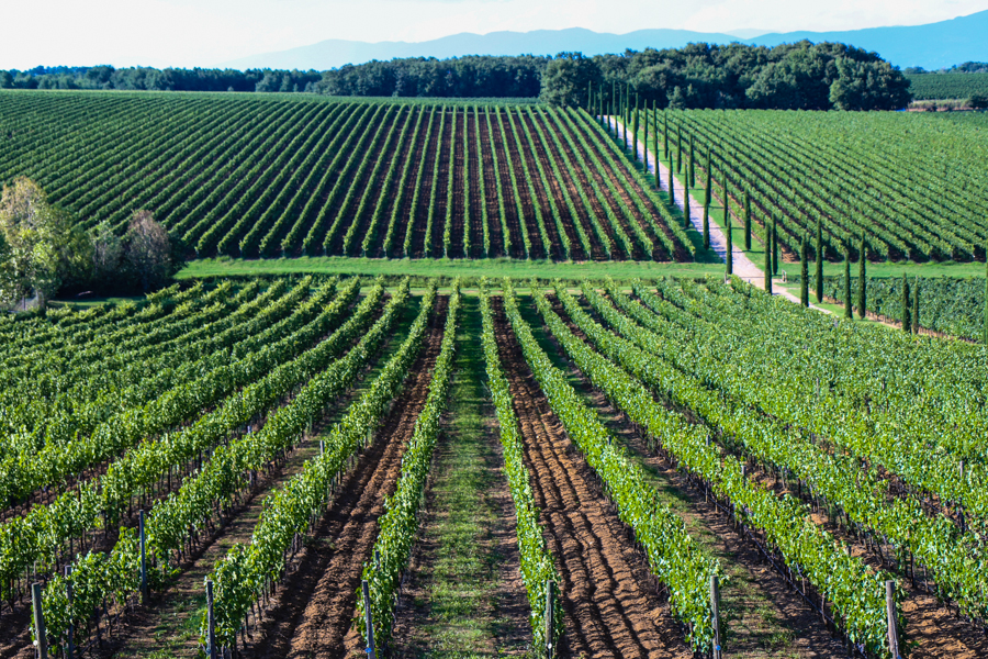 Vineyards at La Braccesca - Antinori Family Winery, Montepulciano :  : Christopher Davies Photography
