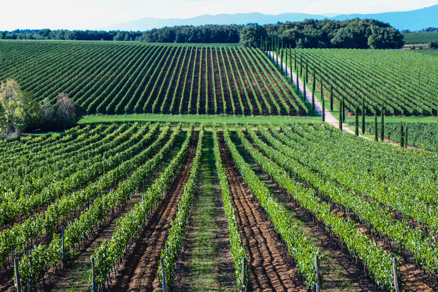 Vineyards at La Braccesca - Antinori Family Winery, Montepulciano :  : Christopher Davies Photography