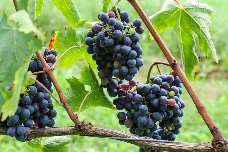 Sangiovese 2015 @ Boscarelli in Montepulciano :  : Christopher Davies Photography